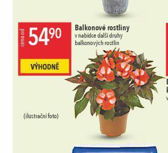 Globus Balkonové rostliny nabídka