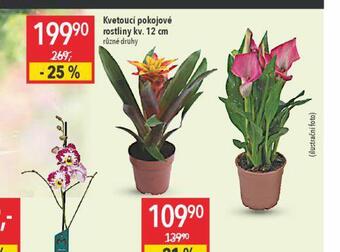 Globus Kvetoucí pokojové rostliny nabídka
