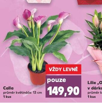 Kaufland Calla nabídka
