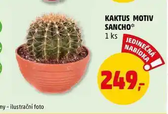 Kaktus motiv sancho, 1 ks