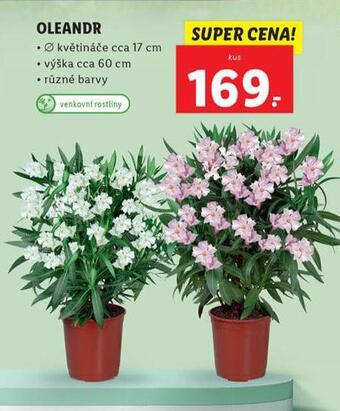 Lidl Oleandr nabídka