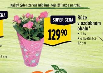 Albert Růže v ozdobném obalu nabídka