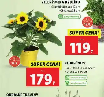 Slunečnice