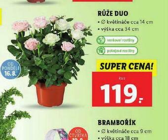 Lidl Růže duo nabídka