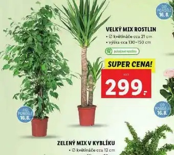 Lidl Velký mix rostlin nabídka