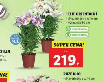 Lidl Lilie orientální nabídka