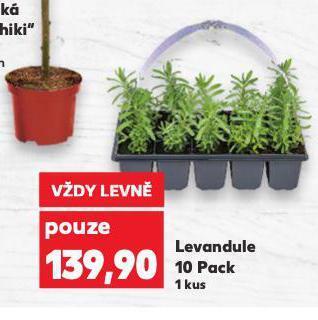 Kaufland Levandule nabídka