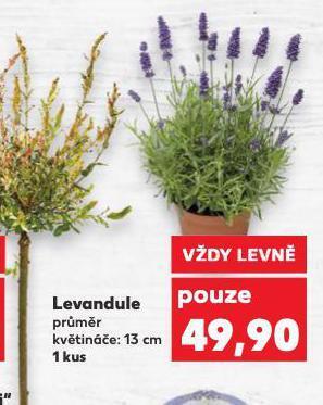 Kaufland Levandule nabídka