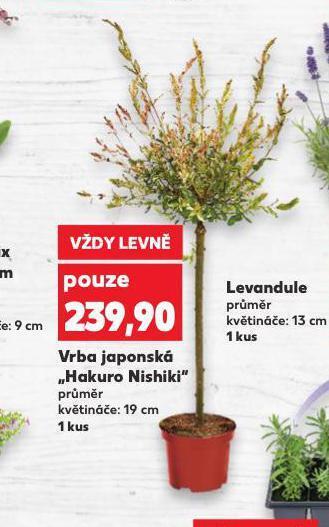 Vrba japonská