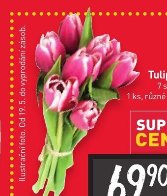 Billa Tulipány 7 stonků nabídka