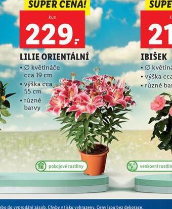 Lidl Lilie orientální nabídka