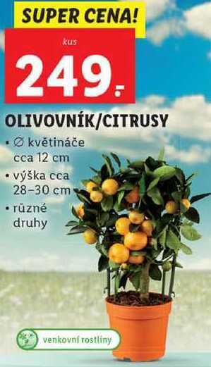 Olivovník/citrusy