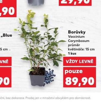 Kaufland Borůvky nabídka