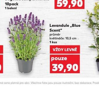 Kaufland Levandule blue scent nabídka
