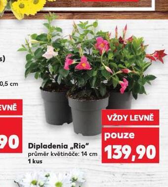 Kaufland Dipladenia rio nabídka