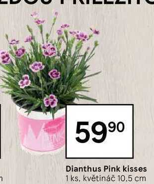 Tesco Dianthus pink kisses 1 ks nabídka