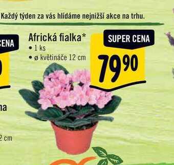 Albert Africká fialka, pr. květináče 12 cm nabídka