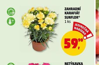 Penny Market Zahradní karafiát nabídka