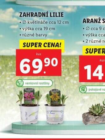 Lidl Zahradní lilie nabídka
