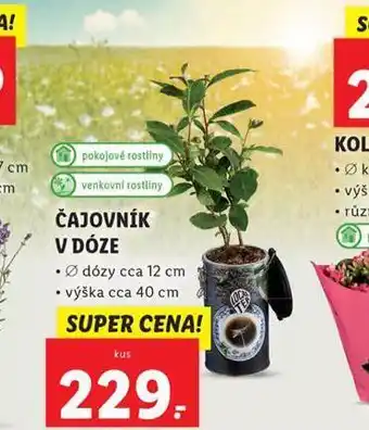 Čajovník v dóze