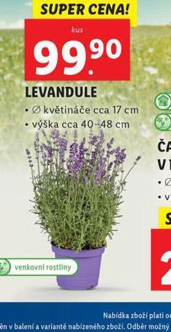 Lidl Levandule nabídka