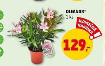 Penny Market Oleandr, 1 ks nabídka