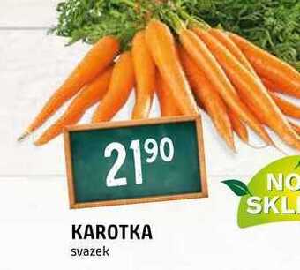 Terno Karotka svazek nabídka