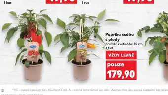 Kaufland Paprika sadba s plody nabídka