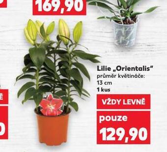 Kaufland Lilie orientalis nabídka