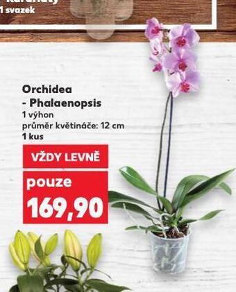 Kaufland Orchidea - phalaenopsis nabídka