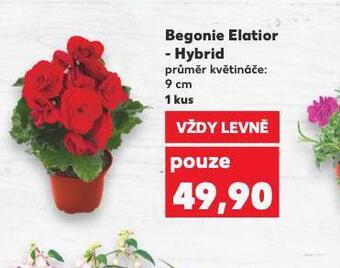 Kaufland Begonie elatior - hybrid nabídka