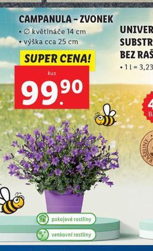 Lidl Campanula - zvonek nabídka