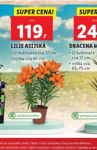 Lidl Lilie asijská nabídka
