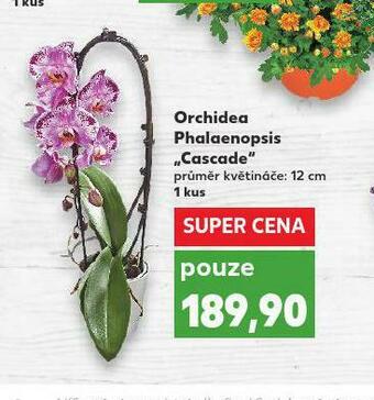 Kaufland Orchidea nabídka