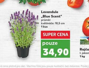 Kaufland Levandule nabídka