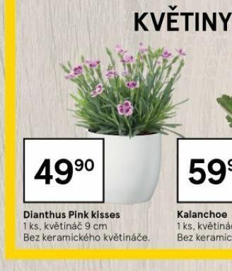 Tesco Dianthus pink kisses nabídka