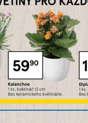 Tesco Kalanchoe nabídka