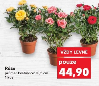 Kaufland Růže nabídka