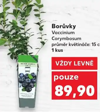 Kaufland Borůvky Vaccinium nabídka