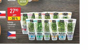 Globus Bylinky v květináči nabídka