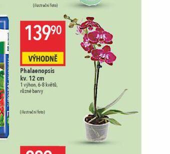 Orchidea - phalaenopsis