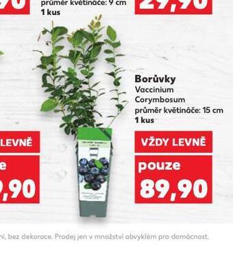 Kaufland Borůvky nabídka