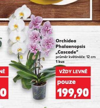 Kaufland Orchidea - phalaenopsis nabídka