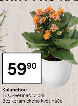 Tesco Kalanchoe 1 ks nabídka