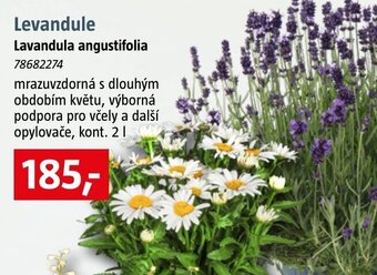 Bauhaus Levandule Lavandula angustifolia nabídka