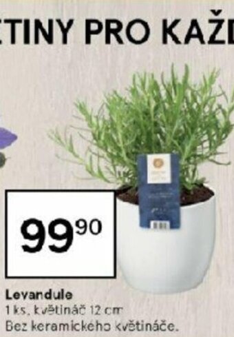 Tesco Levandule nabídka
