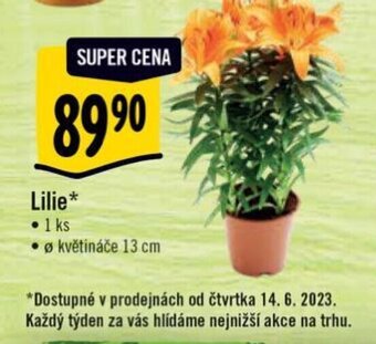 Albert Lilie* nabídka