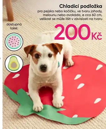 Chladicí podložka