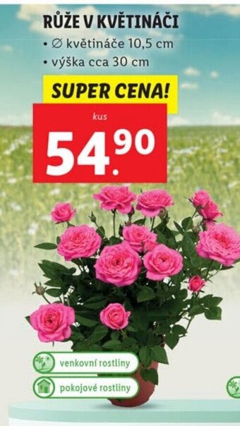 Lidl RŮŽE V KVĚTINÁČI nabídka