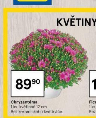 Tesco Chryzantéma nabídka